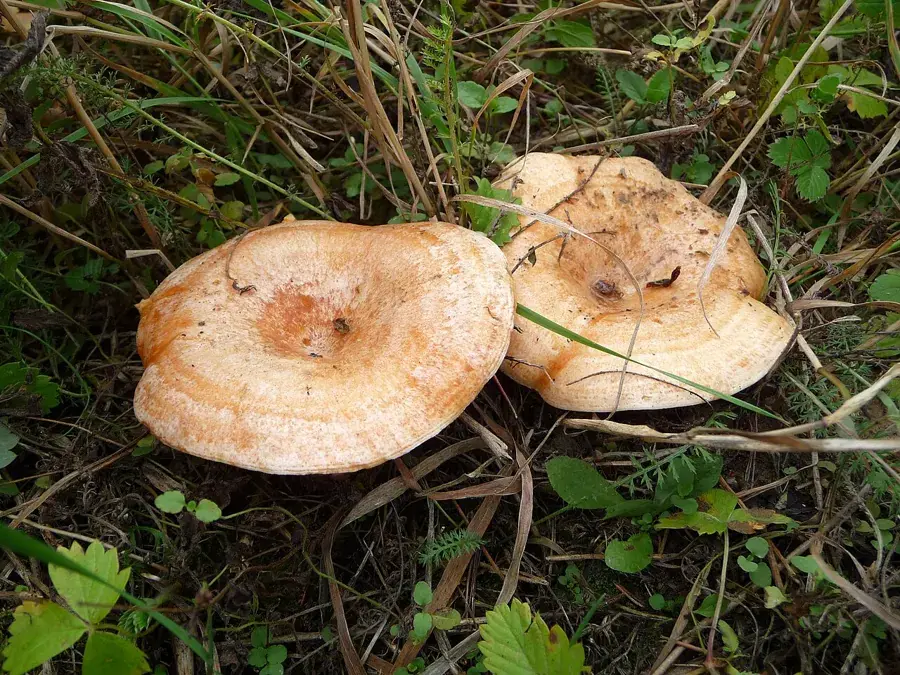 Níscalos (Lactarius deliciosus) de color anaranjado
