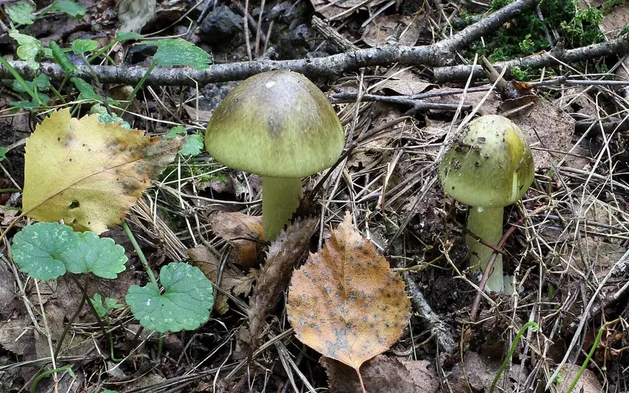 Oronja verde (Amanita phalloides), seta mortal, con sombrero verde oliva