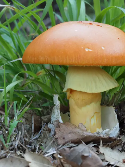 Amanita caesarea (Oronja) en el bosque: sombrero naranja saliendo de una volva blanca
