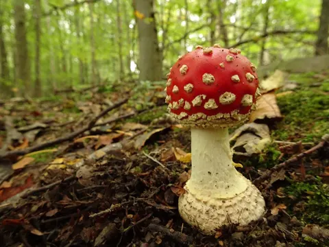 Amanita muscaria (Matamoscas) en el bosque, con su sombrero rojo y motas blancas