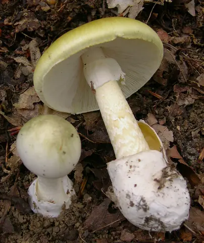 Amanita phalloides (Oronja verde) adulta y joven en el bosque, con su volva blanca en la base