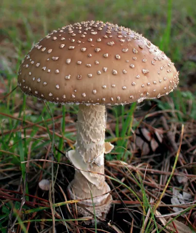 Amanita pantherina (Pantera) en el bosque, con el sombrero pardo cubierto de motas blancas