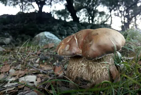Boletus aereus (Boleto negro) en el bosque, con el sombrero pardo oscuro y el pie ocre