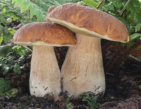 Boletus edulis (Boleto comestible) en el bosque, con su sombrero pardo y su pie robusto