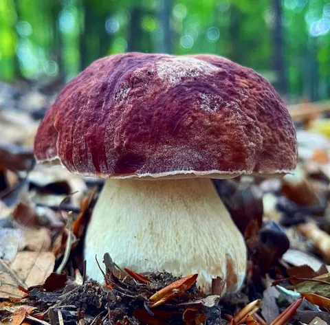 Boletus pinophilus (Boleto de pino) con el sombrero rojo caoba y el pie claro y grueso