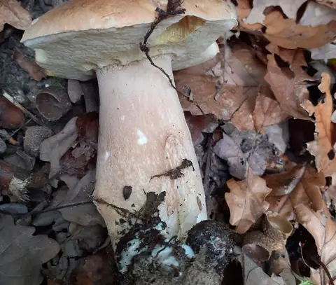 Boletus reticulatus (Boleto reticulado) entre las hojas secas, con el pie claro y el sombrero marrón