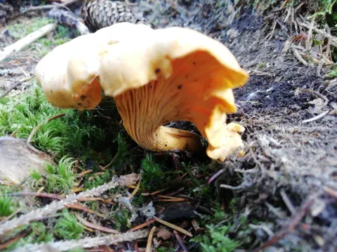 Cantharellus cibarius (Rebozuelo) amarillo en el suelo del bosque