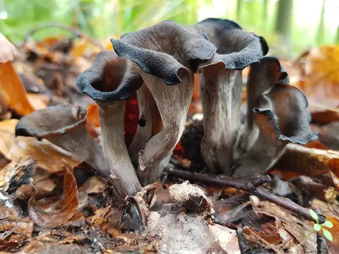 Grupo de Craterellus cornucopioides (Trompeta de los muertos) negros entre la hojarasca