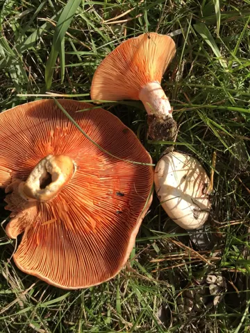 Lactarius deliciosus (Níscalo) de sombrero naranja, con las láminas naranjas a la vista