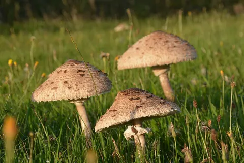 Tres Macrolepiota procera (Parasol) en un prado, con el sombrero escamoso abierto